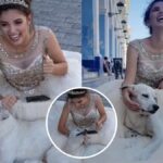 Stray Puppy Joins Quinceañera Photoshoot, Stealing Hearts